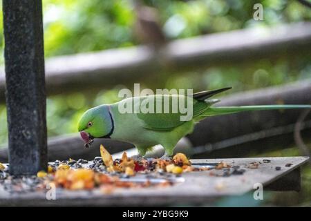 Indischer Ringneck Parkeet in der Vogelvoliere Birds of Eden in Südafrika Stockfoto