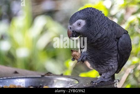 Afrikanischer Graupapagei isst eine Erdnuss in der Vogelvoliere Birds of Eden in Südafrika Stockfoto