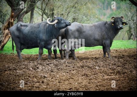 Gruppe von Wasserbüffeln, die auf einem schlammigen Feld stehen, wobei zwei auf die Kamera gerichtet sind und ihre Hörner und starken Merkmale in einer natürlichen, ländlichen Umgebung zeigen Stockfoto