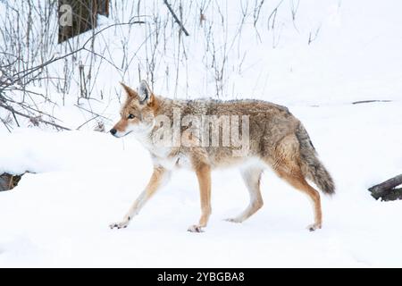 Ein Kojote im Winter. Stockfoto