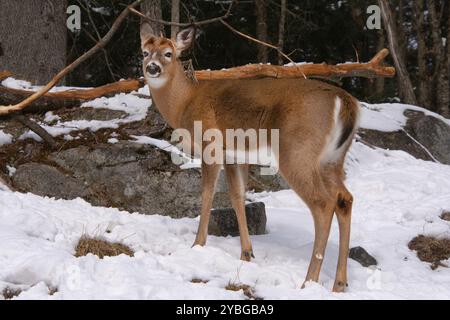 Ein Weissschwanzhirsch im Winter. Stockfoto
