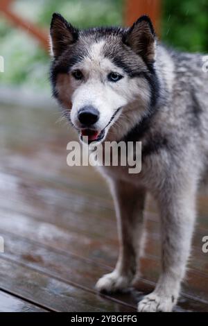 Ein grauer streunender Hund wurde im Regen nass. Der Hund schüttelt das Wasser ab. Spritzer fliegen in alle Richtungen. Stockfoto