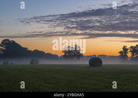 Landwirtschaft, verpackt Rollen Rasen in den frühen Morgenstunden auf einer Wiese in den Niederlanden Stockfoto