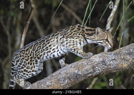 Ozelot (Leopardus pardalis), nachts, Klettern auf einem Ast, Stalken, Pantanal, Binnenland, Feuchtgebiet, UNESCO-Biosphärenreservat, Weltkulturerbe, Wetla Stockfoto