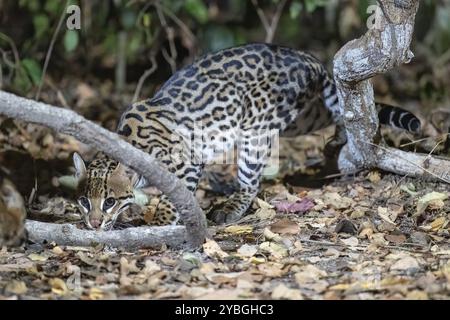 Ozelot (Leopardus pardalis), in der Nacht, kriecht sich auf, Pantanal, im Landesinneren, Feuchtgebiet, UNESCO-Biosphärenreservat, Weltkulturerbe, Feuchtbiotop, Mato Gr Stockfoto