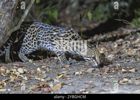 Ozelot (Leopardus pardalis), in der Nacht, kriecht sich auf, Pantanal, im Landesinneren, Feuchtgebiet, UNESCO-Biosphärenreservat, Weltkulturerbe, Feuchtbiotop, Mato Gr Stockfoto