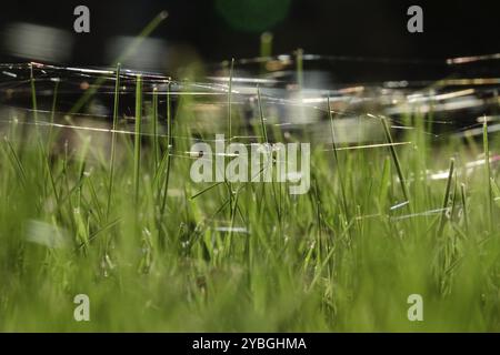 Wiese im Oktober mit Spinnennetzen, Sachsen, Deutschland, Europa Stockfoto