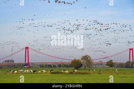 Die Rheinbrücke Emmerich, Bundesstraße B220, längste Hängebrücke Deutschlands, wird derzeit saniert, Brückenbeschädigung, Vogelbestand, Gänse Stockfoto