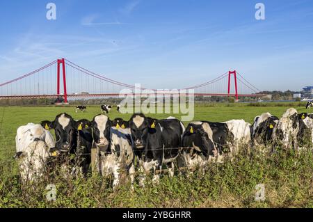 Die Rheinbrücke Emmerich, Bundesstraße B220, längste Hängebrücke Deutschlands, wird derzeit saniert, Brückenschaden, linksrheinische Weide, ca. Stockfoto