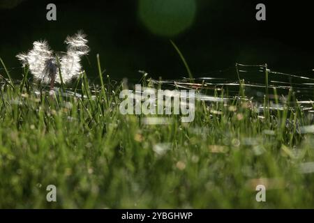 Wiese im Oktober mit Spinnennetzen, Sachsen, Deutschland, Europa Stockfoto