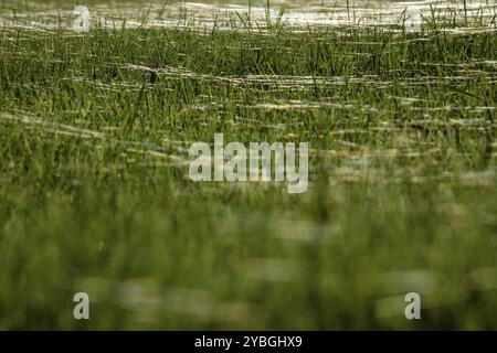 Wiese im Oktober mit Spinnennetzen, Sachsen, Deutschland, Europa Stockfoto