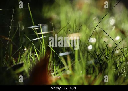 Wiese im Oktober mit Spinnennetzen, Sachsen, Deutschland, Europa Stockfoto