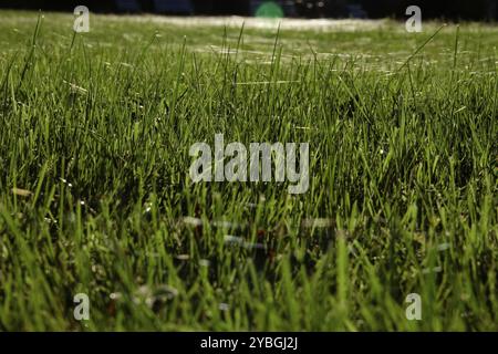 Wiese im Oktober mit Spinnennetzen, Sachsen, Deutschland, Europa Stockfoto