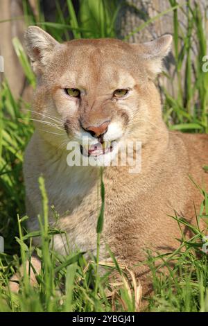 Cougar (Felis concolor), Erwachsener, Porträt, zischen, wütend, Minnesota, USA, Nordamerika Stockfoto