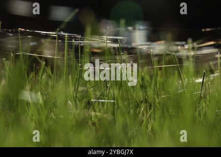 Wiese im Oktober mit Spinnennetzen, Sachsen, Deutschland, Europa Stockfoto