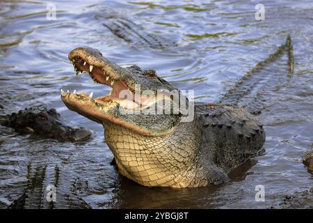 Mississippi-Alligator (Alligator mississippiensis), Hecht-Alligator, Erwachsene, offener Mund, offener Schlund, Feeding, Florida, USA, Nordamerika Stockfoto