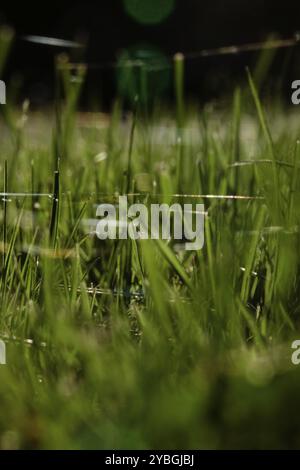 Wiese im Oktober mit Spinnennetzen, Sachsen, Deutschland, Europa Stockfoto