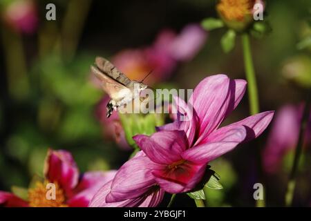 Kolibri Falkenmotte, Oktober, Sachsen, Deutschland, Europa Stockfoto