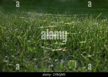 Wiese im Oktober mit Spinnennetzen, Sachsen, Deutschland, Europa Stockfoto