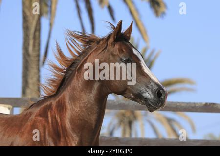 Arabisches Pferd, Vollblut-Araber, Djerba, Tunesien, Afrika Stockfoto