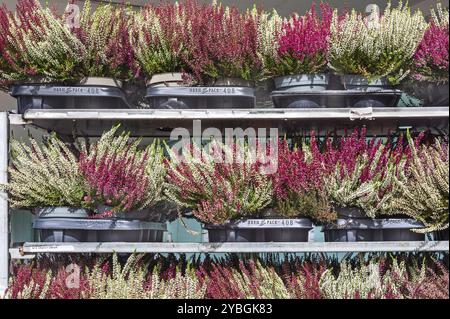 Heather, Erika, (Calluna vulgaris), in einem Großmarkt, Allgaeu, Bayern, Deutschland, Europa Stockfoto