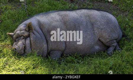 Ein Topfbauchschwein liegt schlafend im Gras Stockfoto