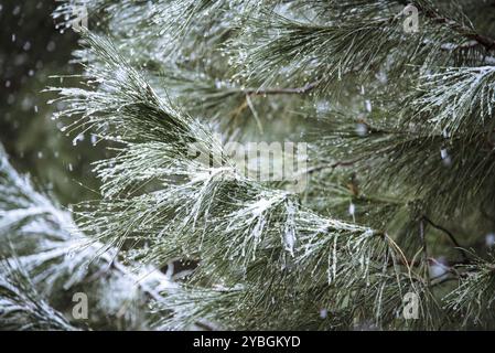 Nahaufnahme eines Kiefernzweigs an einem schneiten Tag. Winterhintergrund mit Kopierraum Stockfoto