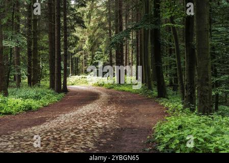 Waldgebiet von Granitz mit Europäischer Buche, Fagus sylvatica und sessile Eiche, Quercus petraea, im Südosten des Biosphärenreservats Rugen, Deutschland, Europa Stockfoto