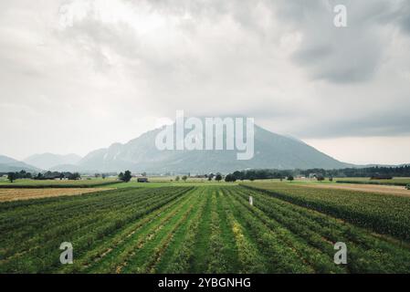 Malerischer Blick auf Misty Mountain und Weinbergen in den österreichischen Alpen Stockfoto