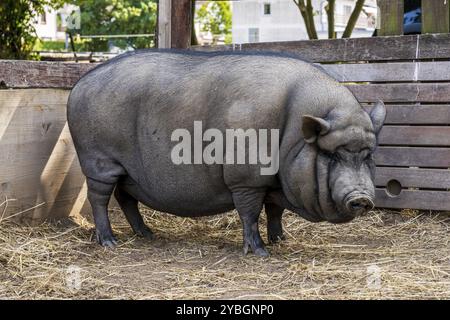 Ein schwarzes Topfbauchschwein in seinem Gehege Stockfoto