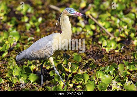 Pfeifreiher (Syrigma sibilatrix) Pantanal Brasilien Stockfoto