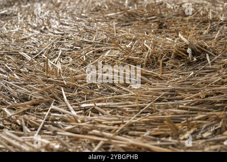 Detailfoto eines runden Strohballen auf einem Bauernhof in den Niederlanden Stockfoto