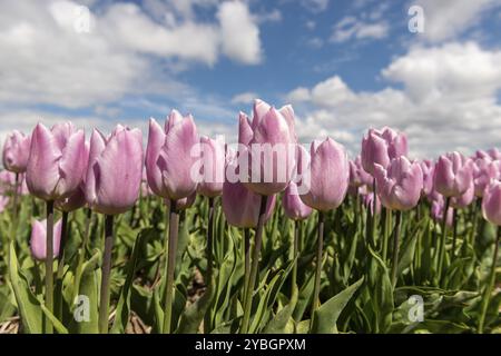 Lila Tulpen in einem Tulpenfeld in den Niederlanden gegen einen blauen Himmel mit Wolken Stockfoto