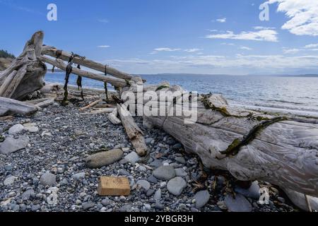 An einem wunderschönen Sommertag an einem Strand an der Küste Oregons liegen große Treibholzstücke Stockfoto