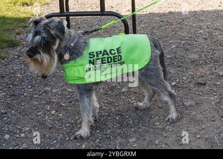 England, Kent, Deal, Betteshanger Country Park, Pawfest, Hunde Stockfoto