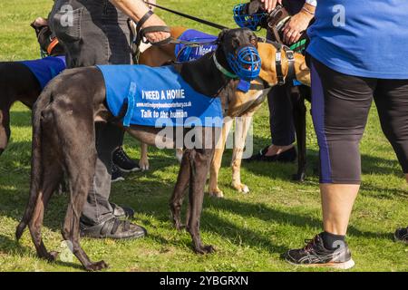 England, Kent, Deal, Betteshanger Country Park, Pawfest, Ich Habe Greyhounds Erneut Versucht Stockfoto