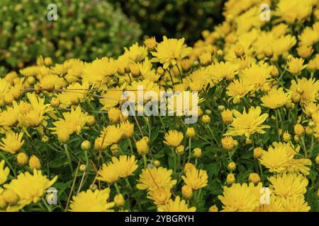 Frischer bunter Blumenstrauß auf einem lokalen Bauernmarkt Stockfoto