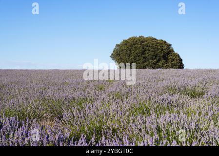 Schönes Bild der Lavendelfelder. Sommer Sonnenuntergang Landschaft Stockfoto