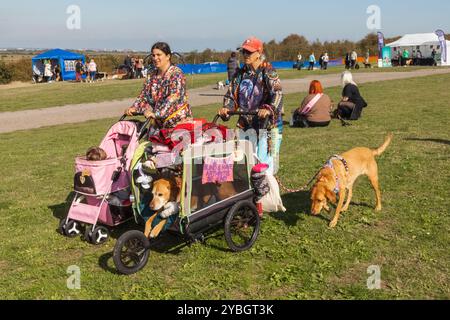 England, Kent, Deal, Betteshanger Country Park, Pawfest, Veranstaltungsbesucher Stockfoto