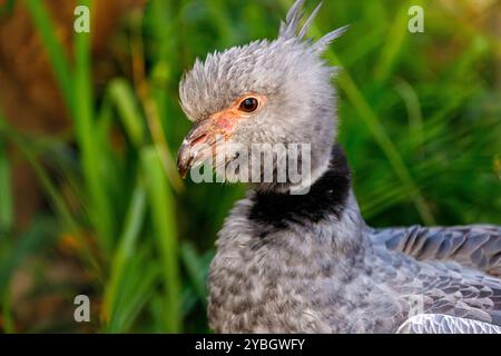 Portraitprofil des südländischen Schreiers, Chauna torquata Wildvogel auf grünem Hintergrund Stockfoto