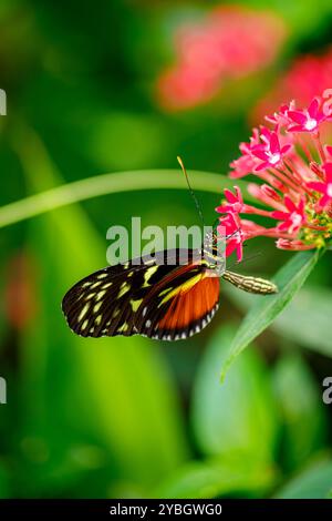 Tithorea tarricina, der tarricina-Langflügel, variabler präonischer, cremefleckiger, tigernder Schmetterling auf der Blüte Stockfoto