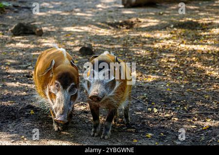 Ein paar erwachsene rote Flussschweine, Potamochoerus porcus Buschschwein Stockfoto