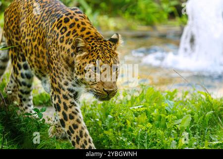 Der majestätische Amurleopard Panthera pardus orientalis spaziert um den See Stockfoto