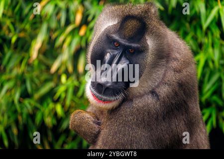 Porträt des Bohrers Mandrillus leucophaeus Stockfoto