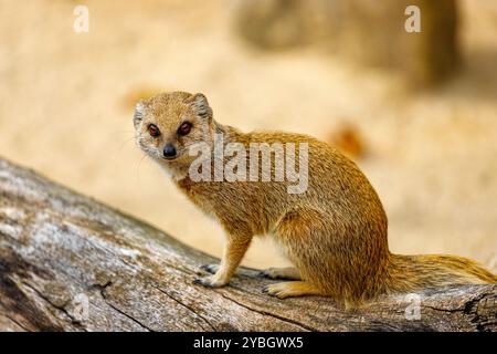 Blick auf erwachsene gelbe Mungos, Cynictis penicillata, roter Erdmännchen, der auf dem Ast sitzt Stockfoto