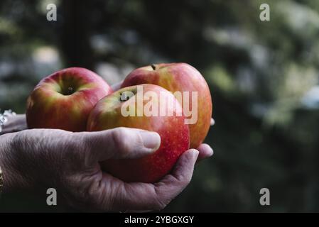 Hände von Frau hält drei rote Äpfel. Platz für Kopie Stockfoto