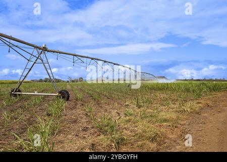 Zuckerrohr (Saccharum officinarum), Bewässerung von Jungpflanzen, Mauritius, Afrika Stockfoto