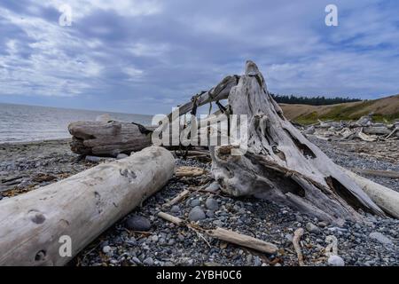 An einem wunderschönen Sommertag an einem Strand an der Küste Oregons liegen große Treibholzstücke Stockfoto