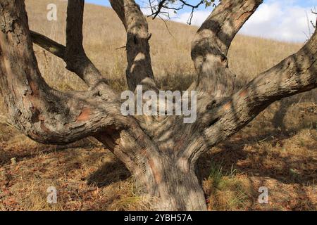 Der ungewöhnliche Baumstamm zeichnet sich durch markante Biegungen und Wendungen aus, die ihm ein einzigartiges Aussehen verleihen. Stockfoto