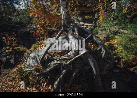 Ein großer Baum zeigt seine verdrehten Wurzeln, die einen Felsbrocken inmitten farbenfroher Herbstlaub fassen und die komplizierte Schönheit der Natur in einem ruhigen Wald hervorheben Stockfoto